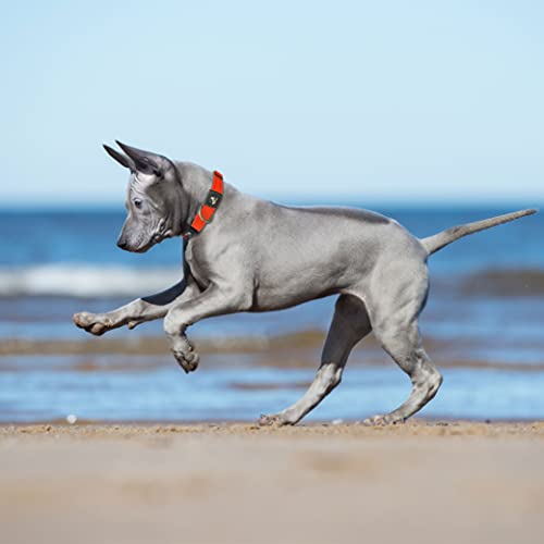 KRUZ PET Dog Collar for Small Dogs (Width- 5/8", Neck - 8"-12") Adjustable Pet Neck Band with Comfortable Soft Padding, Lifetime Durability, Heavy-Duty O-Ring (Red, X-Small)