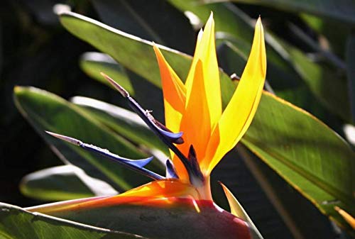 Strelitzia Royal Bird of Paradise Seeds Perennial Flowers for Planting Giant Non GMO 3 Seeds