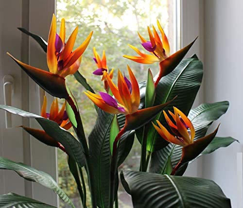 Strelitzia Royal Bird of Paradise Seeds Perennial Flowers for Planting Giant Non GMO 3 Seeds
