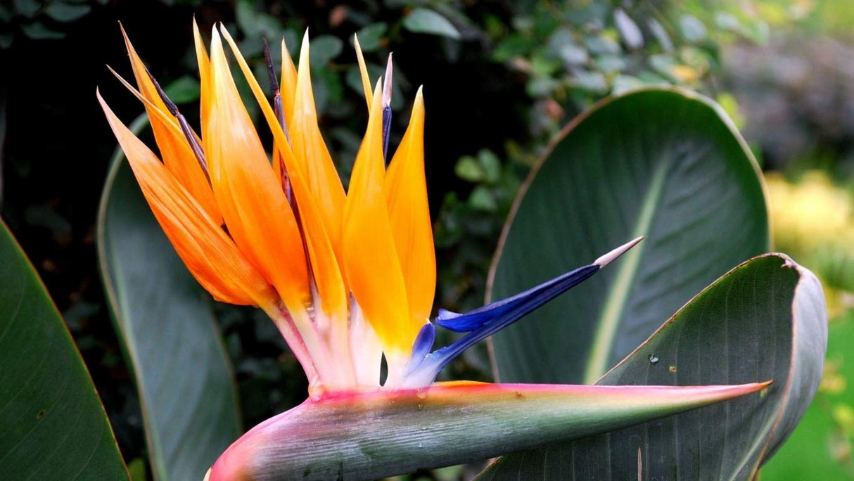 Strelitzia Royal Bird of Paradise Seeds Perennial Flowers for Planting Giant Non GMO 3 Seeds