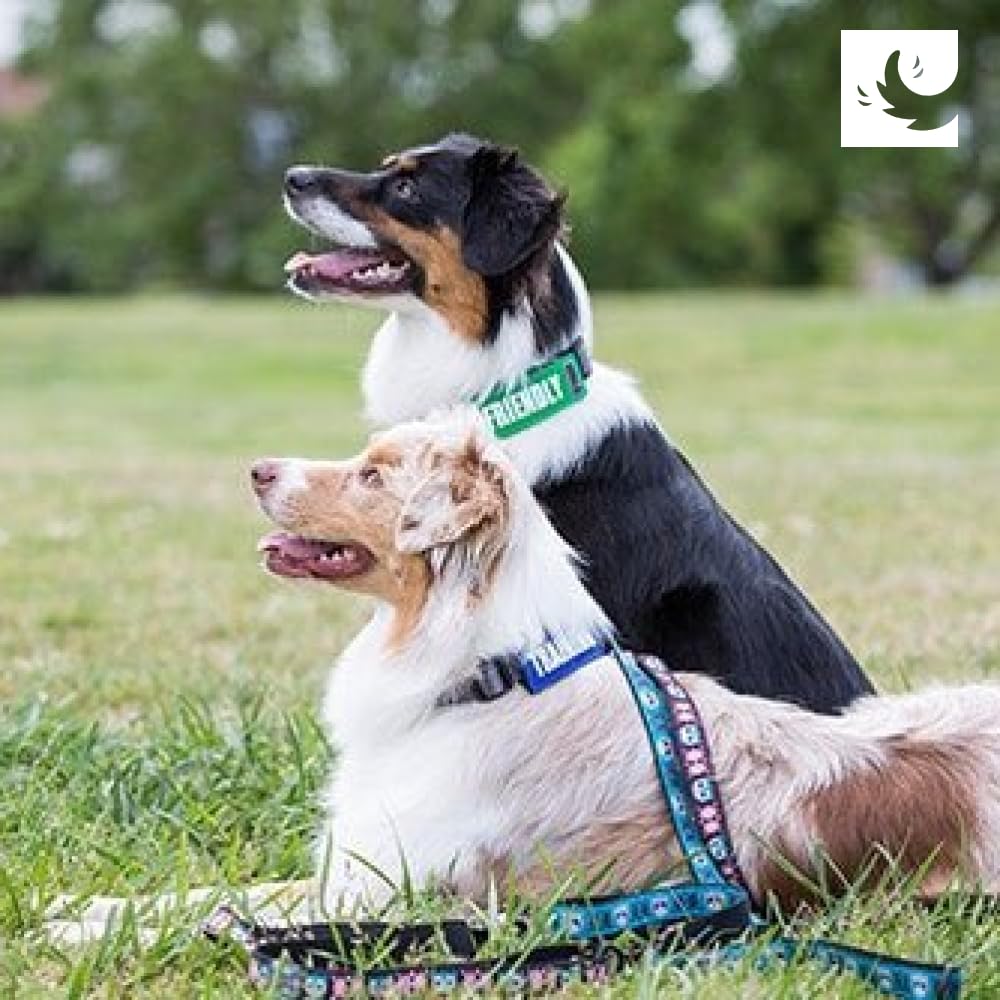 Canine Friendly Bark Notes Patch for Collar or Leash, No Dogs, 3/4" Width