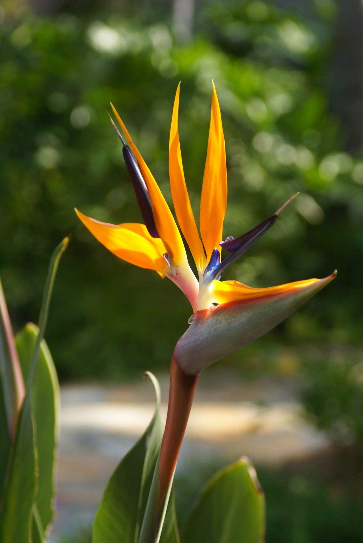Strelitzia Royal Bird of Paradise Seeds Perennial Flowers for Planting Giant Non GMO 3 Seeds