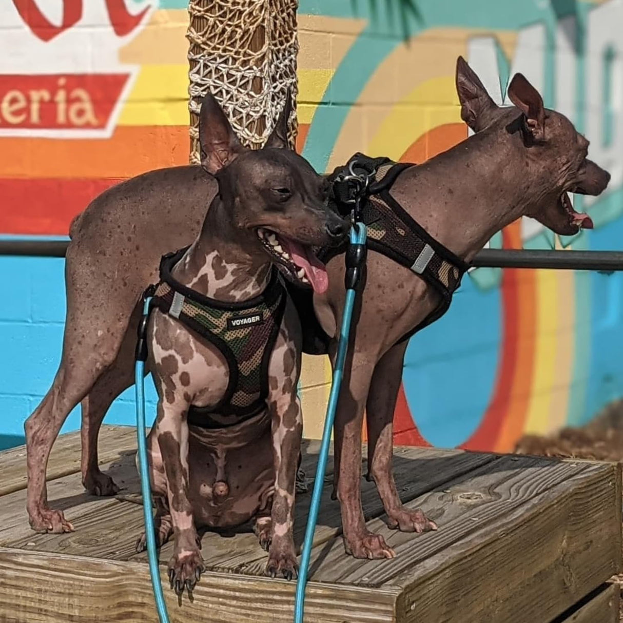 Voyager Step-in Air Dog Harness - All Weather Mesh, Reflective, No Pull Harness for Small, Medium Dogs, Cats - Secure with Hook & Loop Fastener, Buckle, Double D-Rings - Army/Black Trim, S