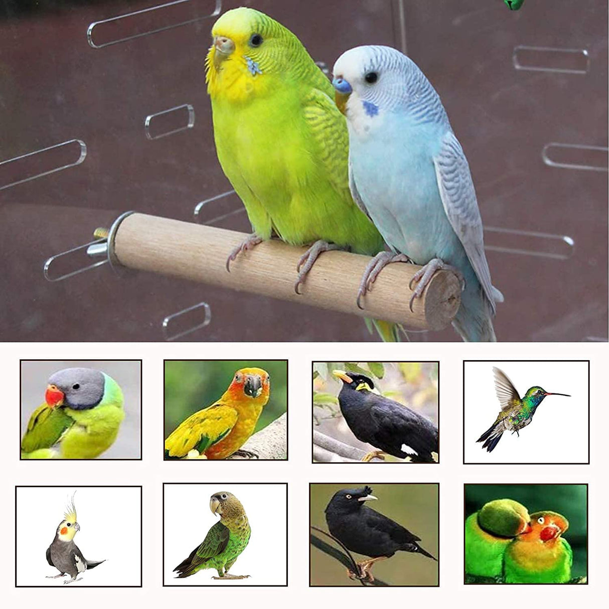 Tfwadmx 8 PCS Parakeet Perch Bird Stand Toy Natural Wood Platform Grinding Nail Cage Accessories for Small Birds Cockatiels Lovebirds Budgie Parrots