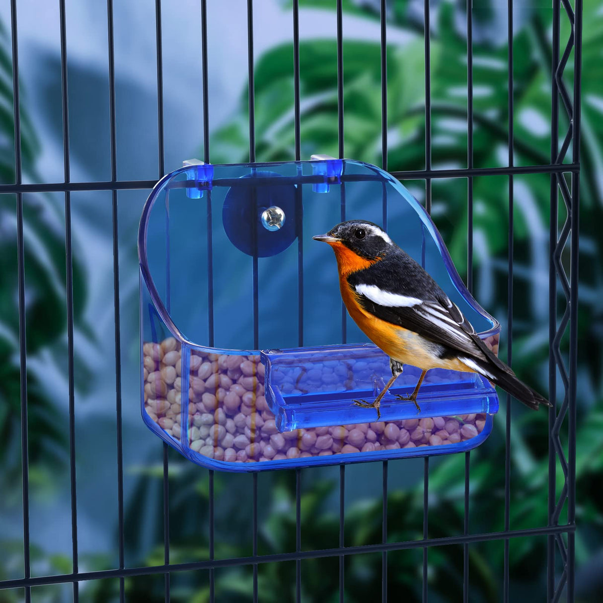 Acrylic Hanging Bird Bath Bird Caged Parrot Bathing Tub, Bird Cage Accessory Bathing Tub Bath for Small Brids Parakeet Canary Budgerigar Lovebirds (with Fixing Screws)(1PCS Blue)