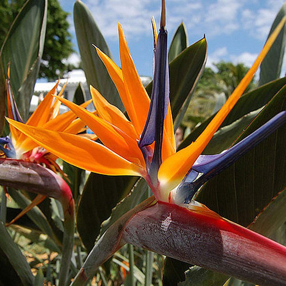 Strelitzia Royal Bird of Paradise Seeds Perennial Flowers for Planting Giant Non GMO 3 Seeds