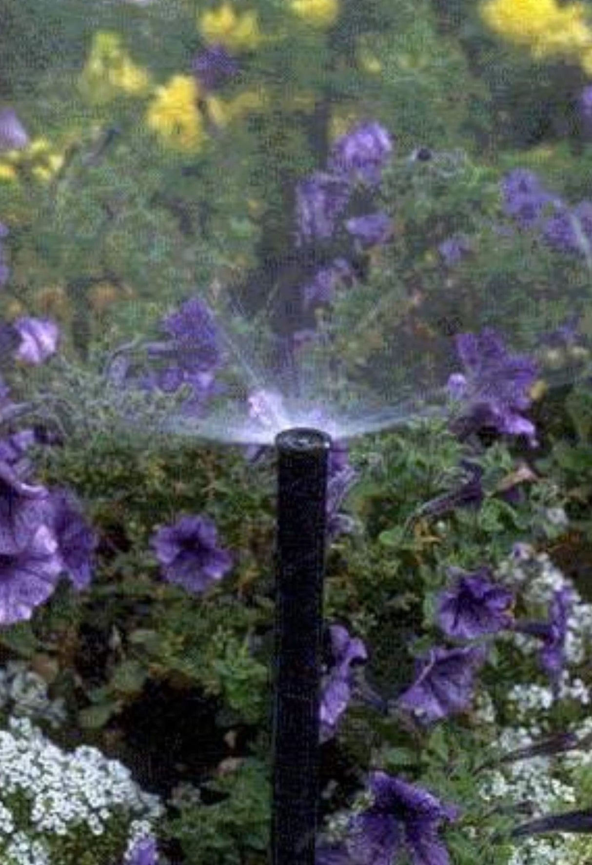 Rain Bird 1806AP Professional Pop-Up Sprinkler, Adjustable 0° - 360° Pattern, 8' - 15' Spray Distance, 6" Pop-up Height