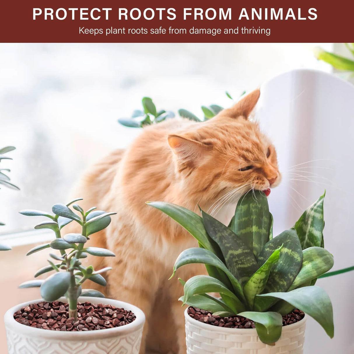 NUPICK 3 lbs Pebbles for Indoor Plants, 1/5 Inch Pea Gravel for Fish Tank, Polished Decorative Rocks for Succulent, Natural River Stones for Vases, Cactus, Landscaping, Bird Bath, Aquarium, Red