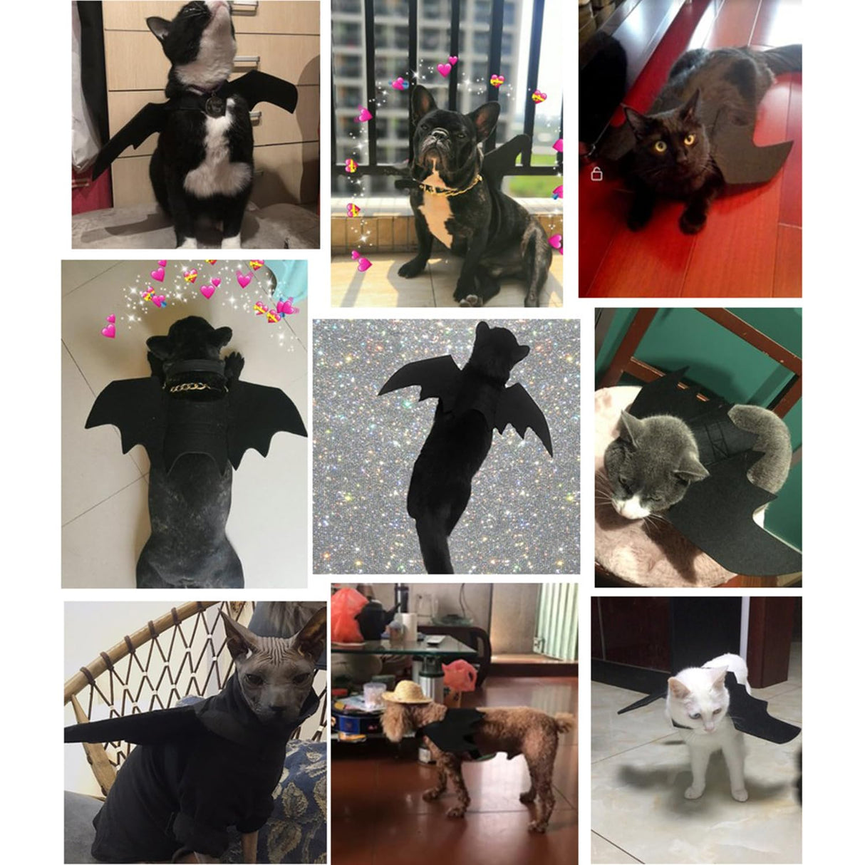 QIYADIN Pet Cat Bat Wings for Halloween Party Decoration, Dog Cosplay Bat Costume,Puppy and Cat Dress Up Accessories (Black, Small)