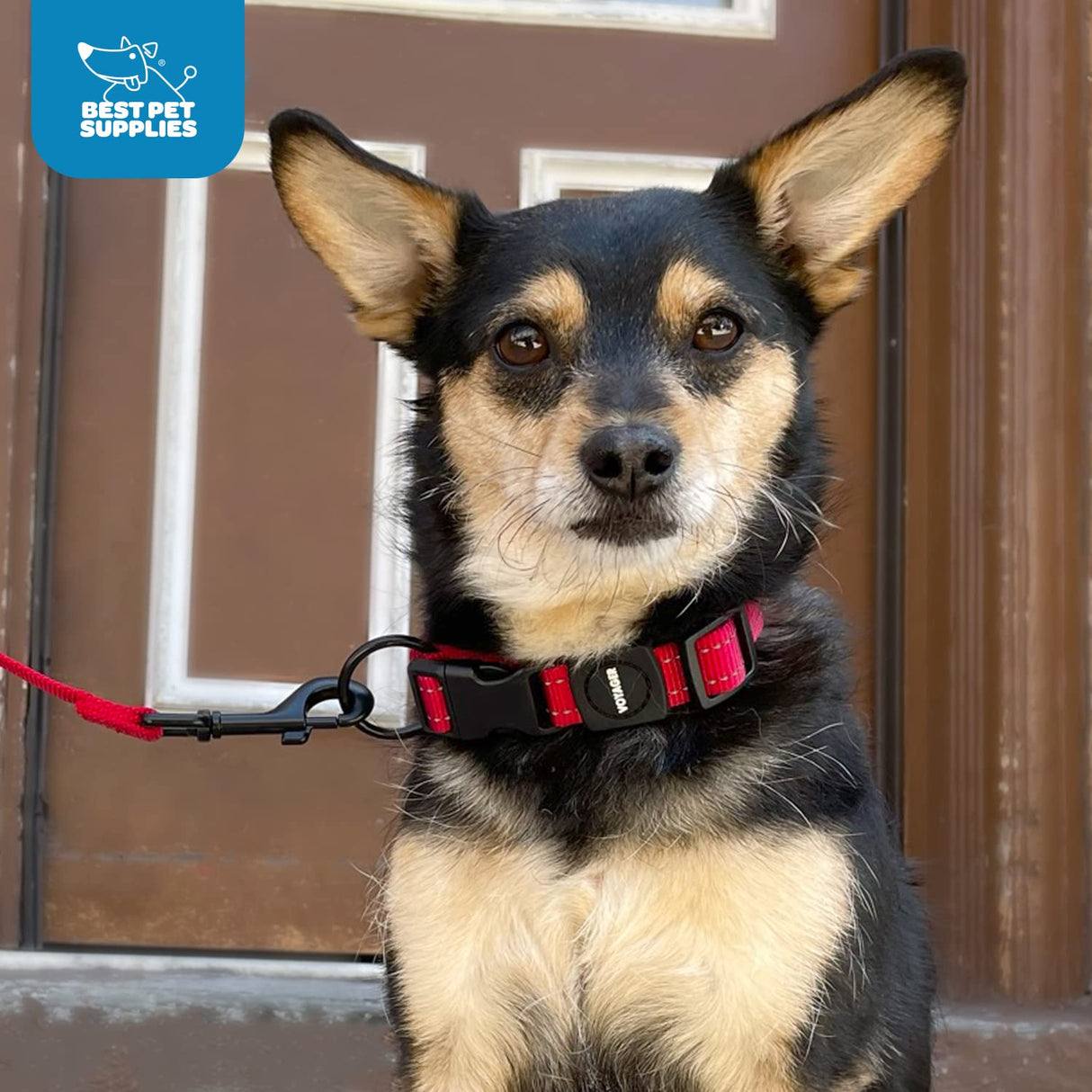 Best Pet Supplies Reflective Dog Collar with Adjustable Length, Heavy-Duty Buckle, and Strong Leash D-Ring, Training, Walking, Jogging Accessory for Small, Medium, and Large Breeds - Lime Green, M