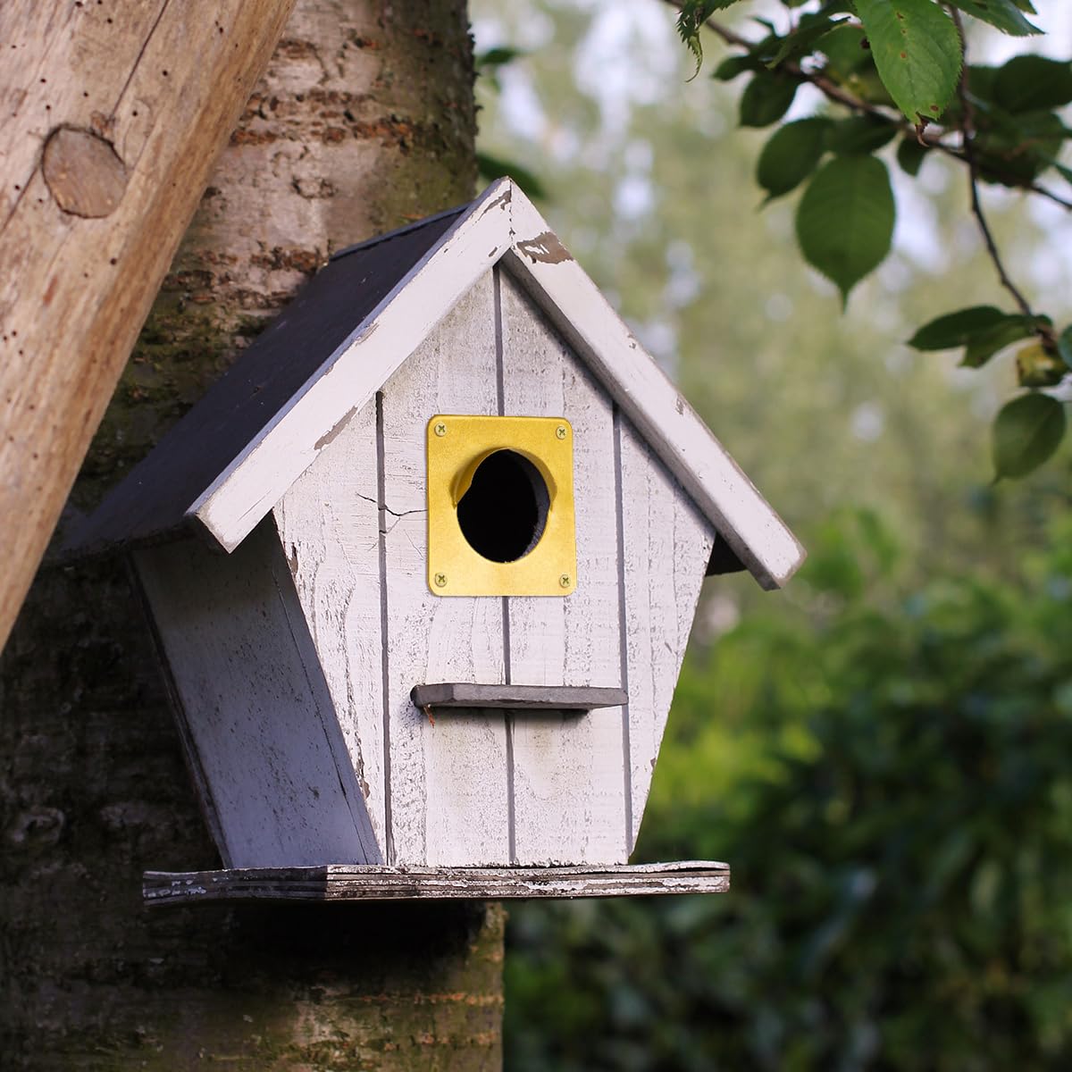 Bird House Guard Hole Plate - Larger Stainless Steel Shape with Rain Buffle - Entrance Predator Guards Metal Plate - 38 mm 1.5" Hole Sizes - Square Rings Entry Hole Protector (Golden 6 Pieces)
