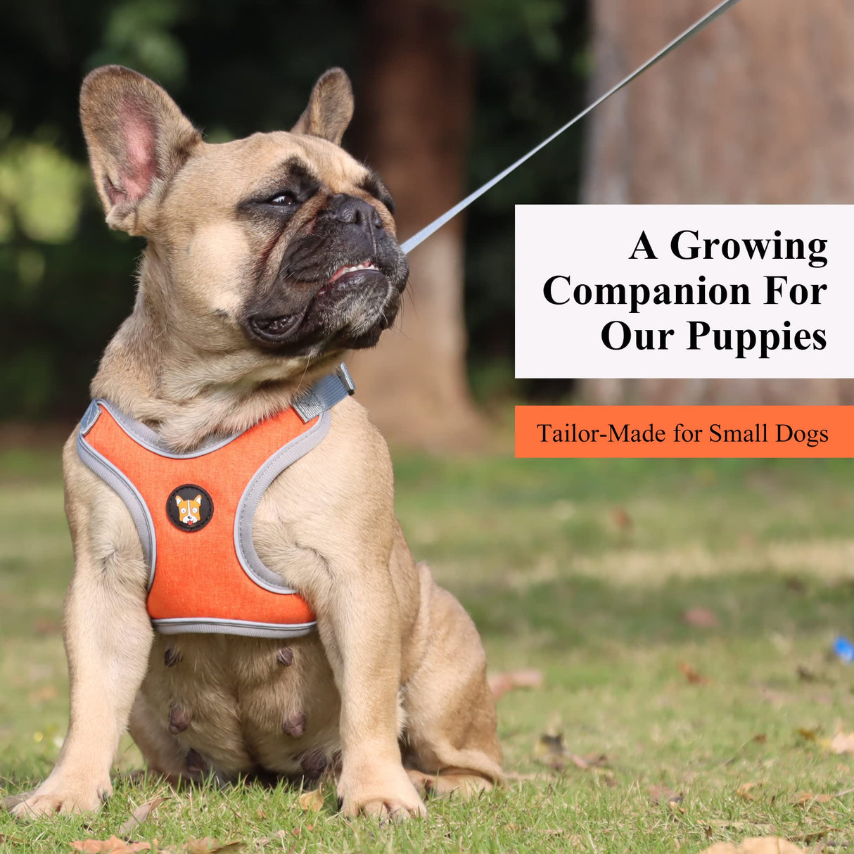 HuggieGems Adjustable Dog Harness Vest and Leash Set for Small, Medium Dogs No Pull, Step in Escape Proof Reflective Easy Walk Puppy Harness, Orange, XS (Comes with A Measuring Tape)