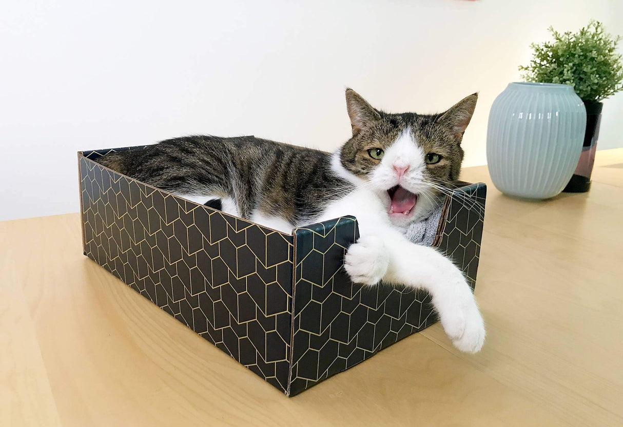 Purrfect Cat Box Modern Cat Box Lounger with Peek-a-Boo Cutout | Premium Corrugated Cardboard Cat Bed for Sleeping and Relaxation | Interactive Board Box for Indoor Kittens and Small Pets, Blue