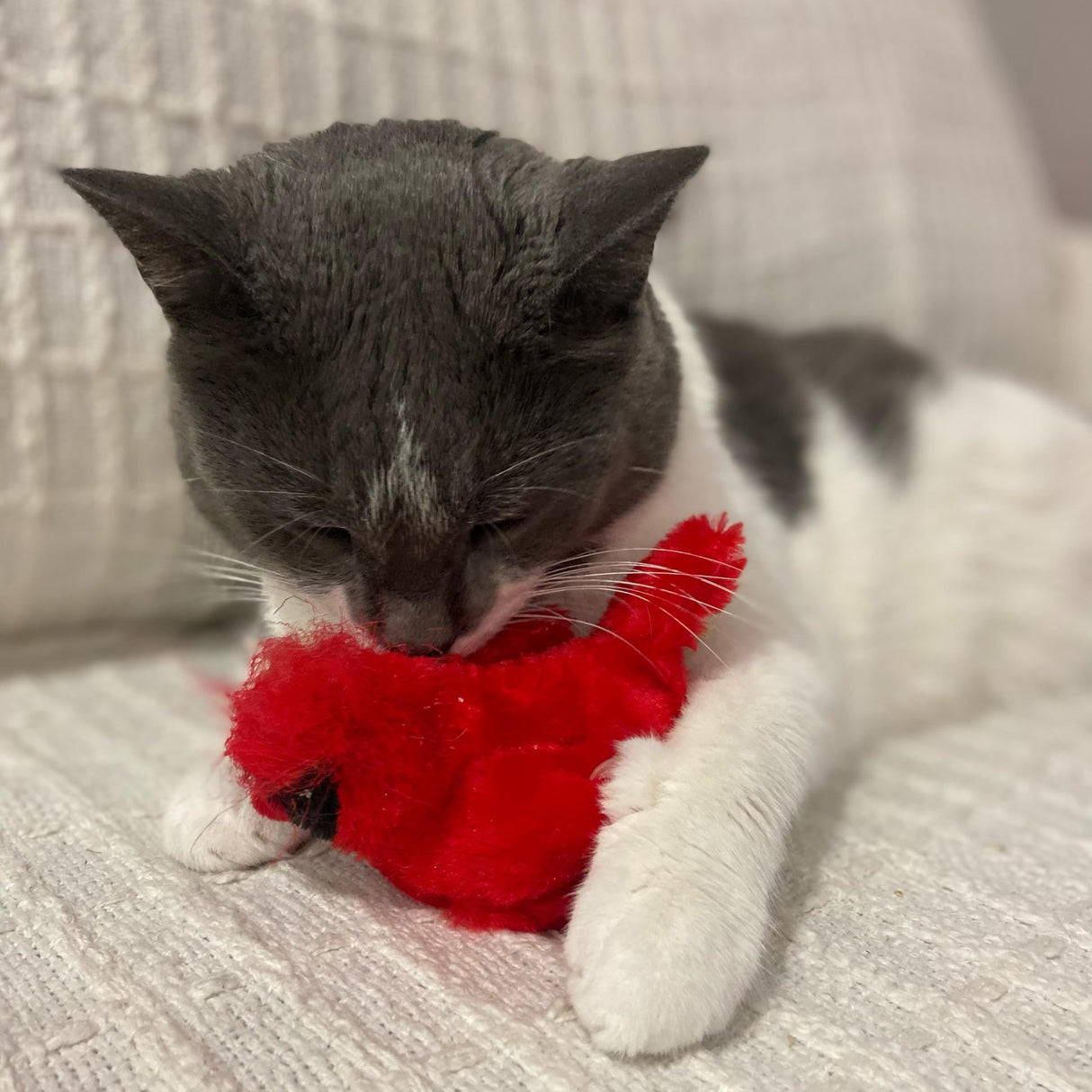 SPOT Song Birds Cat Toy- Touch Activated Singing Catnip Toy Mimics Real Bird Songs, Battery Operated Toy Satisfies Cat's Natural Urge to Hunt - One 5" Song Bird, Assorted Colors