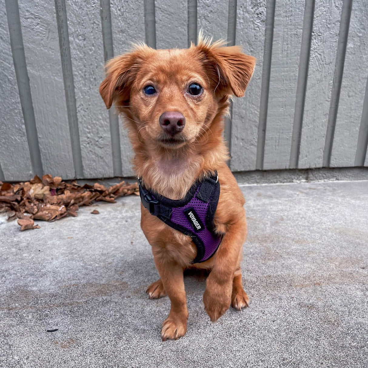 Voyager Step-in Pet Harness - All Weather Mesh, Adjustable Step in Harness for Cats and Dogs by Best Pet Supplies - Purple/Black Trim, M