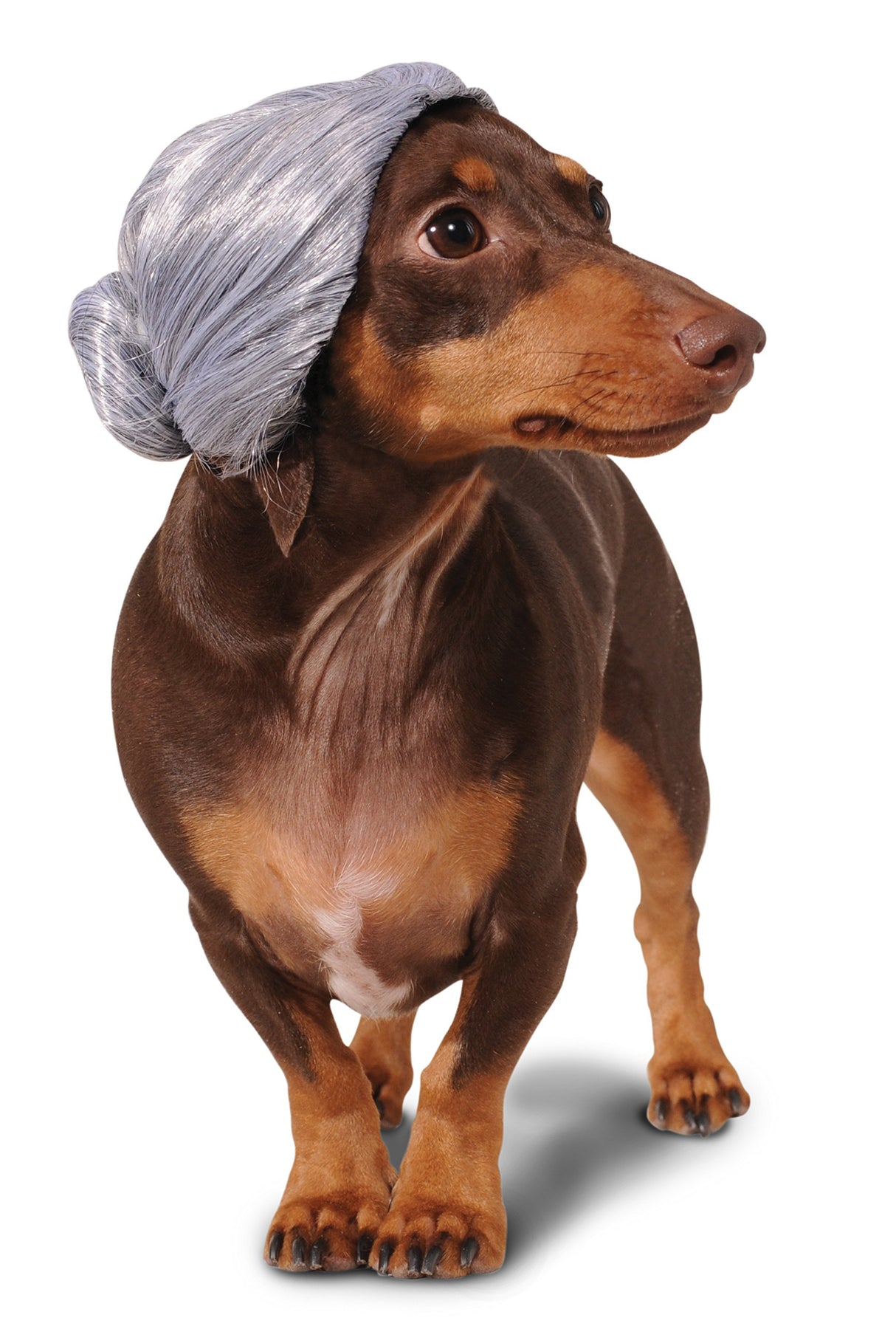 Rubies Old Lady Pet Wig for Dogs or Cats, Small/Medium