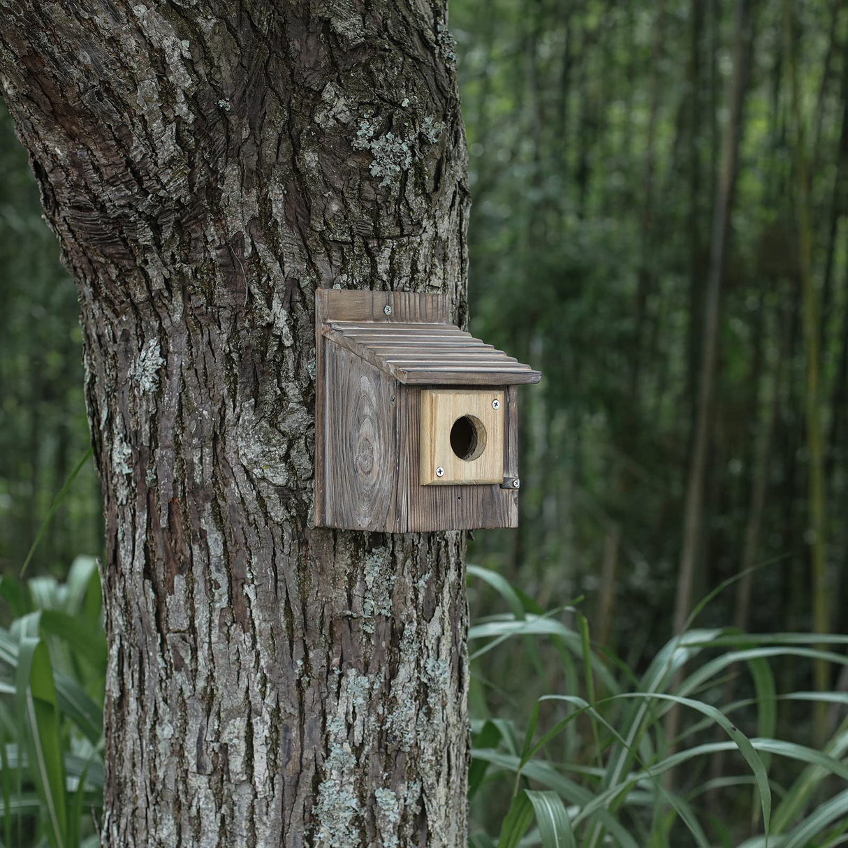 4 Pieces Bluebird House Predator Guard,Wooden Birdhouse Guard,Bird House Hole Protector Guard for Eastern Bluebird Box 1 1/2 Inch Opening