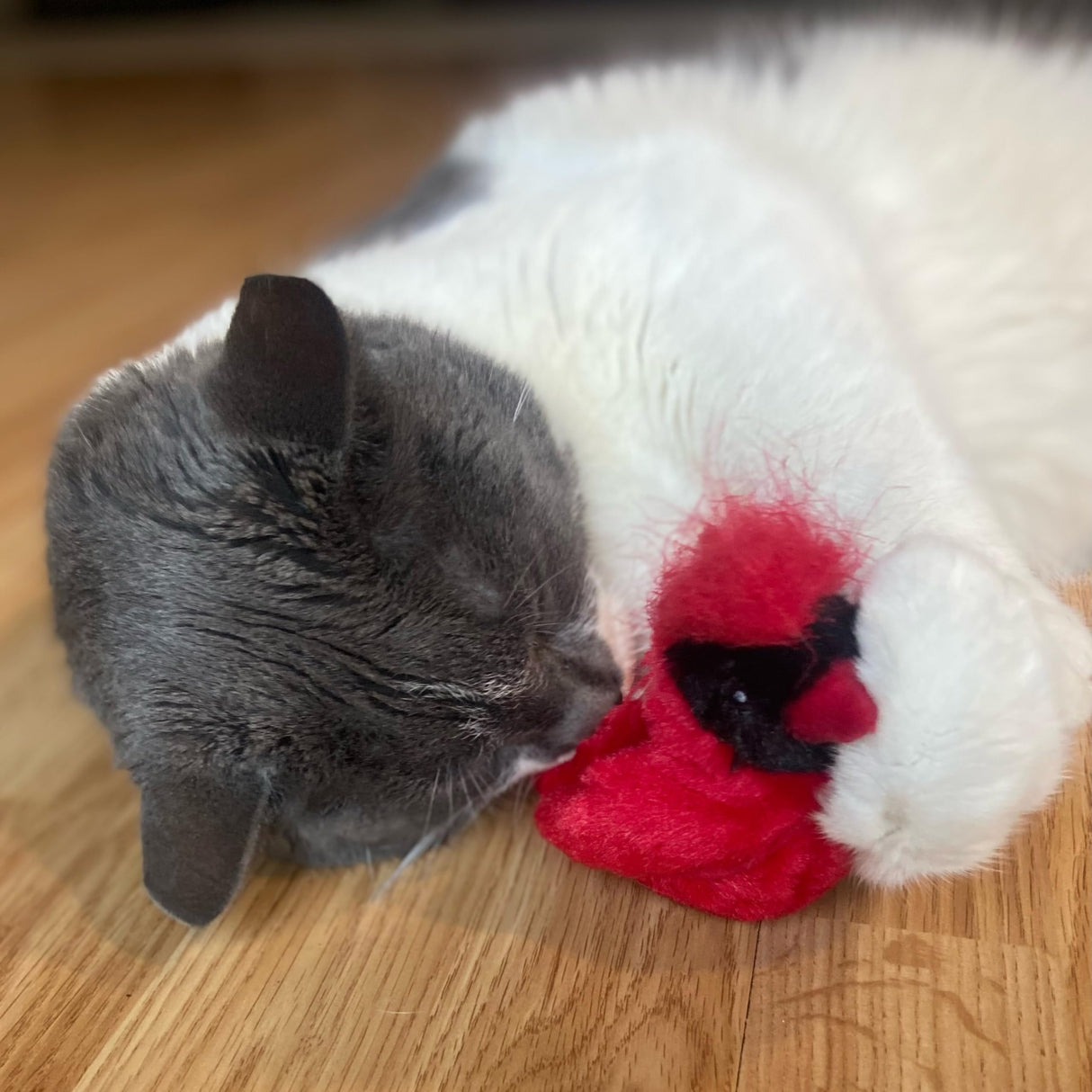 SPOT Song Birds Cat Toy- Touch Activated Singing Catnip Toy Mimics Real Bird Songs, Battery Operated Toy Satisfies Cat's Natural Urge to Hunt - One 5" Song Bird, Assorted Colors