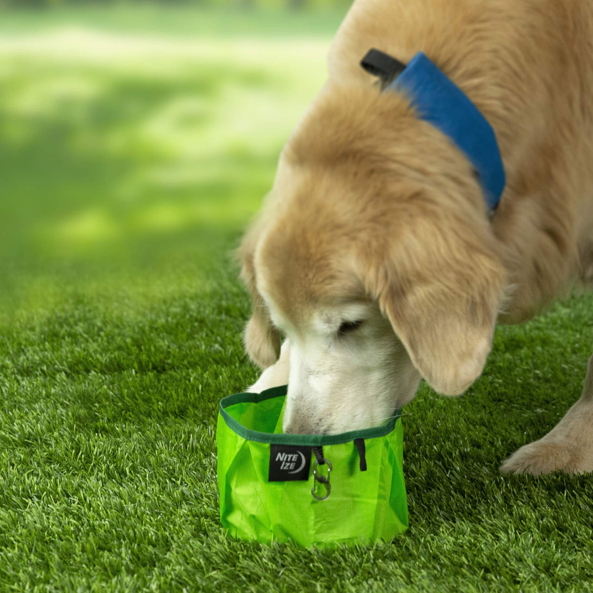 Nite Ize RadDog Collapsible Dog Bowl, Lightweight Food and Water Bowl, Green, One Size