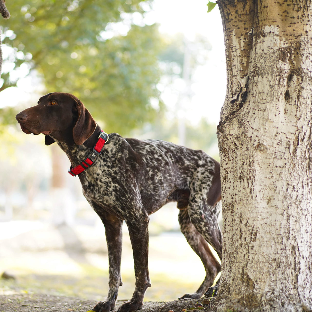 KRUZ PET Dog Collar for Small Dogs (Width- 5/8", Neck - 8"-12") Adjustable Pet Neck Band with Comfortable Soft Padding, Lifetime Durability, Heavy-Duty O-Ring (Red, X-Small)