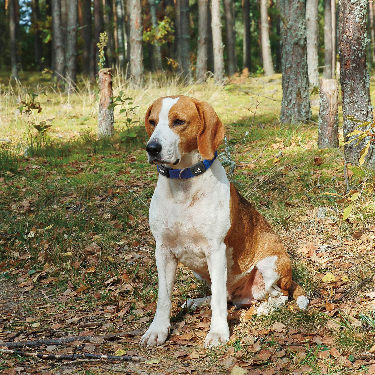 KRUZ PET Dog Collar for Small Dogs (Width- 5/8", Neck - 8"-12") Adjustable Pet Neck Band with Comfortable Soft Padding, Lifetime Durability, Heavy-Duty O-Ring (Red, X-Small)