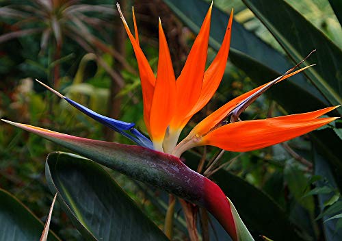 Strelitzia Royal Bird of Paradise Seeds Perennial Flowers for Planting Giant Non GMO 3 Seeds