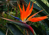 Strelitzia Royal Bird of Paradise Seeds Perennial Flowers for Planting Giant Non GMO 3 Seeds