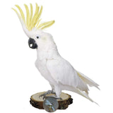 Hamiledyi Perch Platform for Bird Cage,Natural Round Wooden Stand Platform Bird Toy for Canary Parakeet Cockatiel Parrot Budgie Sparrow(3 Pcs)