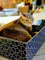 Purrfect Cat Box Modern Cat Box Lounger with Peek-a-Boo Cutout | Premium Corrugated Cardboard Cat Bed for Sleeping and Relaxation | Interactive Board Box for Indoor Kittens and Small Pets, Blue