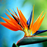 Strelitzia Royal Bird of Paradise Seeds Perennial Flowers for Planting Giant Non GMO 3 Seeds