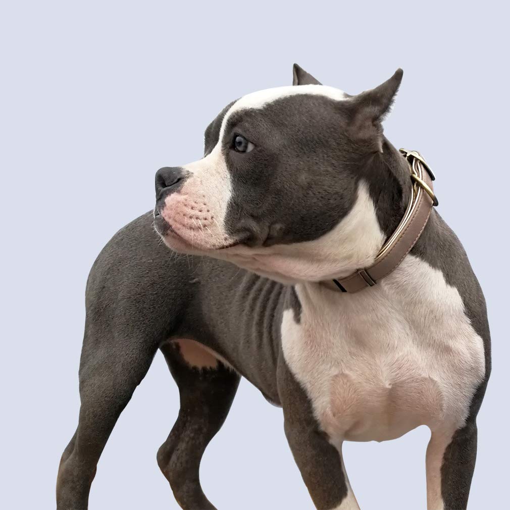 chede Basic Classic Luxury Padded Leather Dog Collar,The Seatbelt Buckle,for Large Medium Small Pets (M, Khaki)