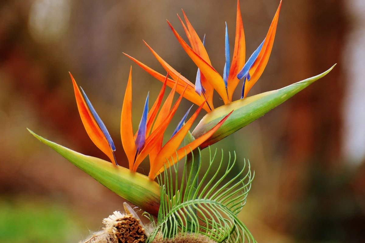 Strelitzia Royal Bird of Paradise Seeds Perennial Flowers for Planting Giant Non GMO 3 Seeds