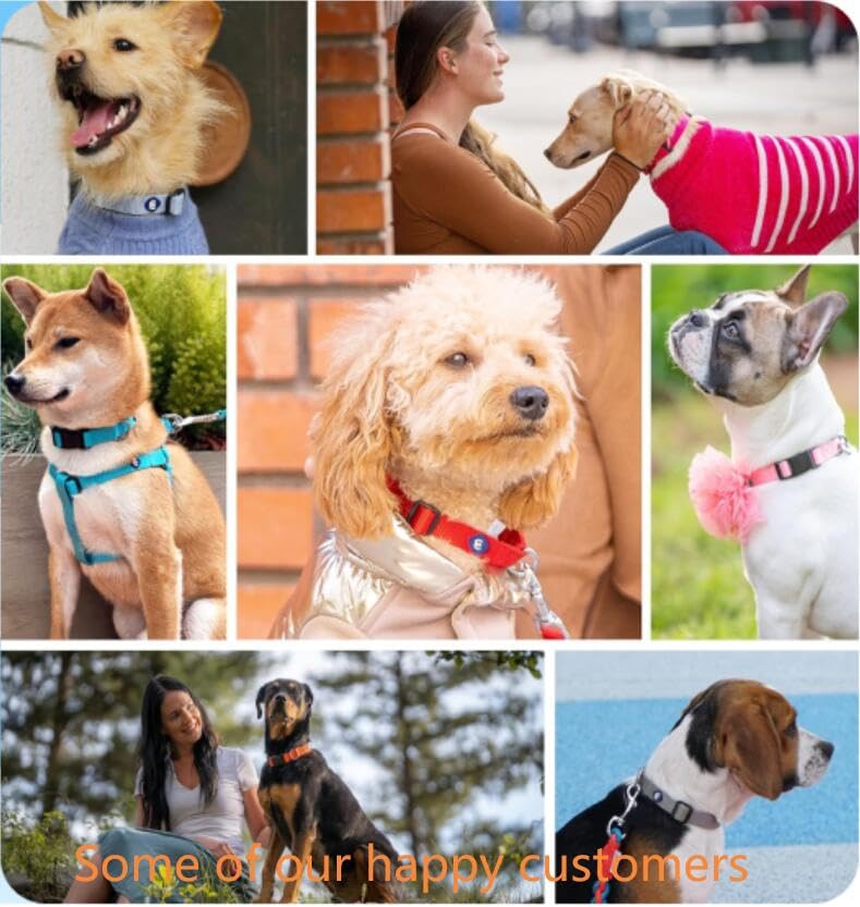 Blueberry Pet Essentials Small Dog Collar in Neon Green | Adjustable & Eco-Friendly Durable Nylon Strap | Classic Collar for Small Dogs, Boy & Girl Pets