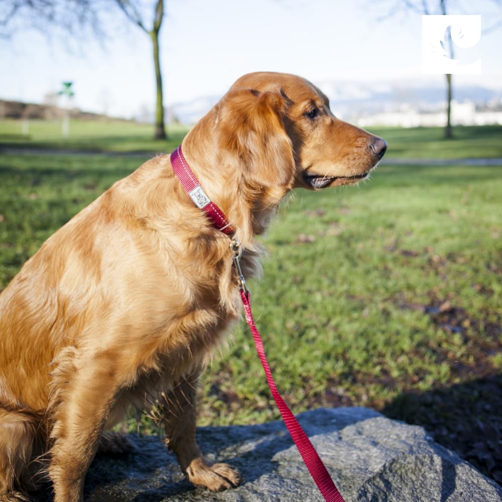 RC Pets 1" x 6 ft Primary Collection Dog Leash, Purple