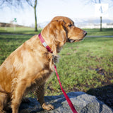 RC Pets 1" x 6 ft Primary Collection Dog Leash, Purple