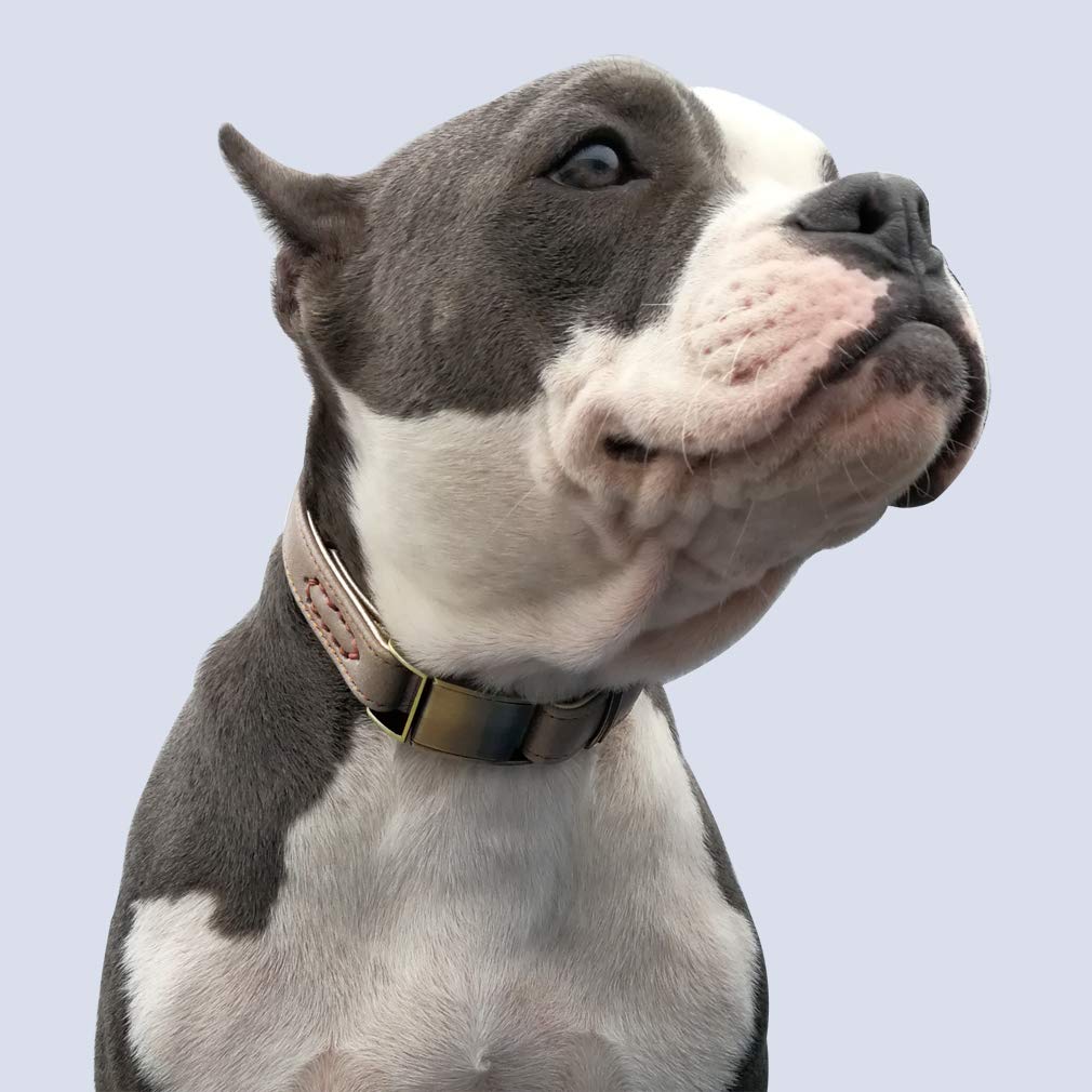 chede Basic Classic Luxury Padded Leather Dog Collar,The Seatbelt Buckle,for Large Medium Small Pets (M, Khaki)