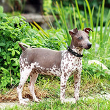 KRUZ PET Dog Collar for Small Dogs (Width- 5/8", Neck - 8"-12") Adjustable Pet Neck Band with Comfortable Soft Padding, Lifetime Durability, Heavy-Duty O-Ring (Red, X-Small)