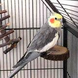 Hamiledyi Perch Platform for Bird Cage,Natural Round Wooden Stand Platform Bird Toy for Canary Parakeet Cockatiel Parrot Budgie Sparrow(3 Pcs)