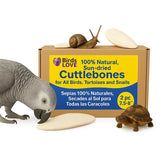 Birds LOVE 2 pc 7.5–8″ Sun-Dried Natural Cuttlebone Kit | 100 % Pure Calcium Supplement for Birds, Tortoises, Snails & Crabs | Beak & Shell Health with Metal Holder