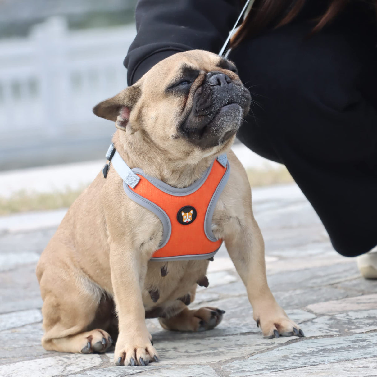 HuggieGems Adjustable Dog Harness Vest and Leash Set for Small, Medium Dogs No Pull, Step in Escape Proof Reflective Easy Walk Puppy Harness, Orange, XS (Comes with A Measuring Tape)