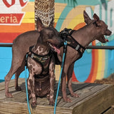 Voyager Step-in Air Dog Harness - All Weather Mesh, Reflective, No Pull Harness for Small, Medium Dogs, Cats - Secure with Hook & Loop Fastener, Buckle, Double D-Rings - Army/Black Trim, S