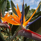 Strelitzia Royal Bird of Paradise Seeds Perennial Flowers for Planting Giant Non GMO 3 Seeds