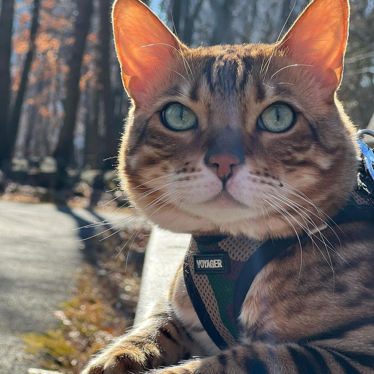 Voyager Step-in Air Dog Harness - All Weather Mesh, Reflective, No Pull Harness for Small, Medium Dogs, Cats - Secure with Hook & Loop Fastener, Buckle, Double D-Rings - Army/Black Trim, S