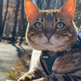 Voyager Step-in Air Dog Harness - All Weather Mesh, Reflective, No Pull Harness for Small, Medium Dogs, Cats - Secure with Hook & Loop Fastener, Buckle, Double D-Rings - Army/Black Trim, S