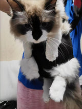 Pet Carrier Backpack - Adjustable Pet Front Cat Dog Carrier Backpack Travel Bag,Legs Out,Easy-Fit for Traveling Hiking Camping for Small Medium Dogs (Red, Large)