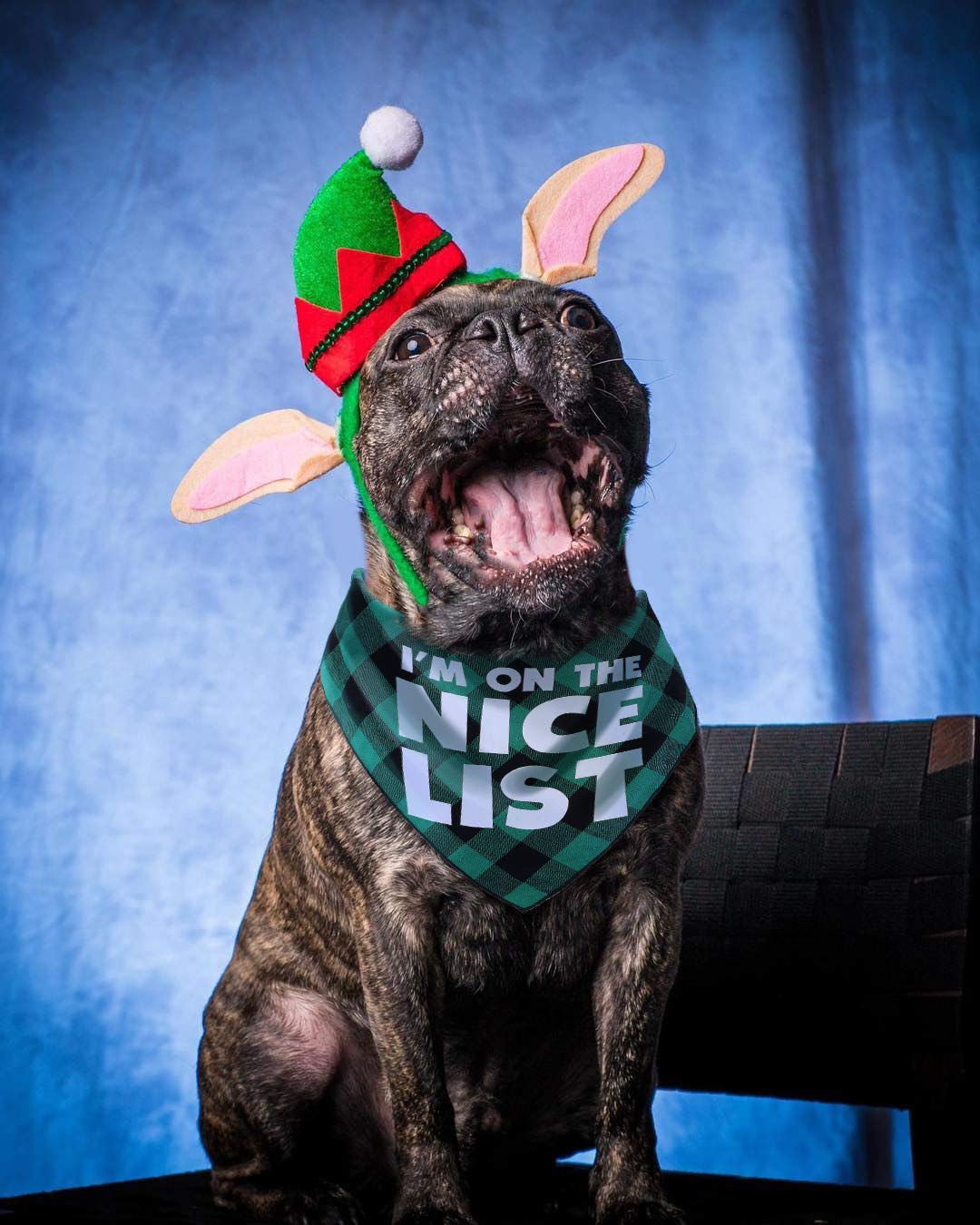 2 Pack Dog Christmas Bandanas for Puppy Cat,Plaid Christmas Scarf for Dogs