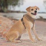 Best Pet Supplies Voyager Aerolite No Pull Mesh Dog Harness, Reflective Stitching, Breathable Harness, Adjustable for Walking, Training, Running, Heavy Duty and Durable, Beige, XL