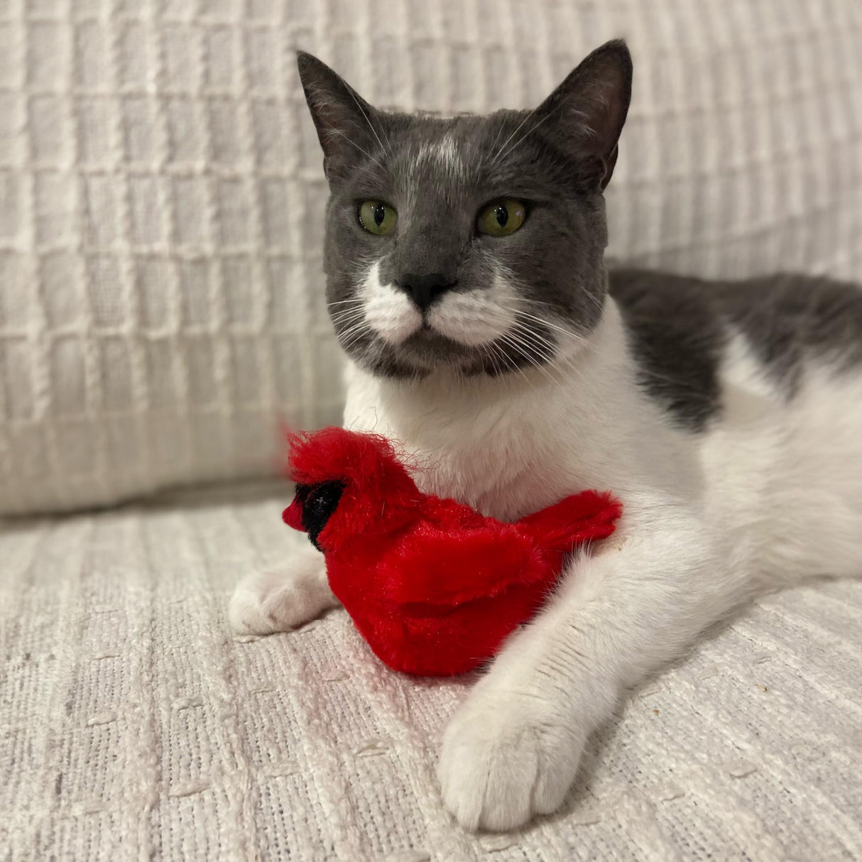 SPOT Song Birds Cat Toy- Touch Activated Singing Catnip Toy Mimics Real Bird Songs, Battery Operated Toy Satisfies Cat's Natural Urge to Hunt - One 5" Song Bird, Assorted Colors