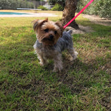 Dog Leash for Medium, Large and Small Dogs - 6 Foot Dog Leashes for Training and Daily Walks - Durable Sizes in Lightweight and Heavy Duty for Small and Large Breeds (1-Layer, Red)