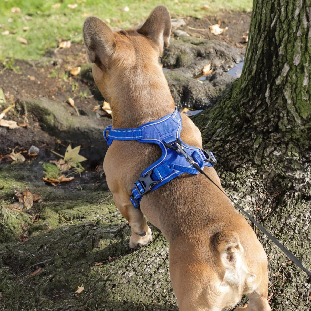 Voyager No Pull Dog Harness for Large Dogs, Dual Leash Attachments, Adjustable Soft but Strong Pet Harness with 3M Reflective Technology, Royal Blue Lattice Nylon, M (Chest: 20-25")